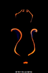 A flatworm got attracted to my focus light during a night... by Penn De Los Santos 